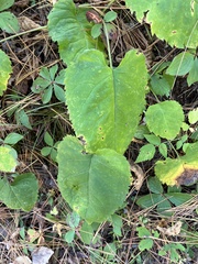 Eurybia
