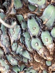 Plagiochasma rupestre