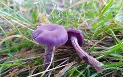Laccaria amethystina