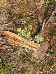 Capnoides sempervirens