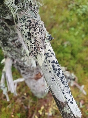 Mycoblastus sanguinarius