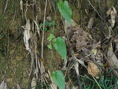 Stemona tuberosa