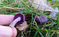 Laccaria amethystina