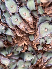 Plagiochasma rupestre