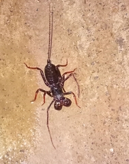 Thelyphonus sepiaris