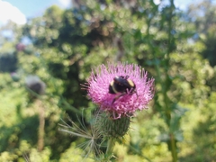 Bombus medius