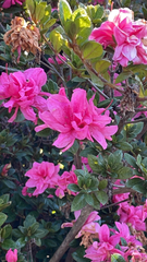 Rhododendron indicum