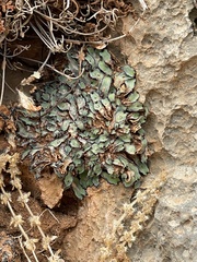 Plagiochasma rupestre