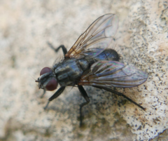 Rhinophoridae