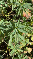Euphorbia amygdaloides