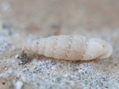 Papillifera papillaris