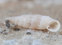 Papillifera papillaris