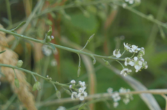 Lepidium graminifolium