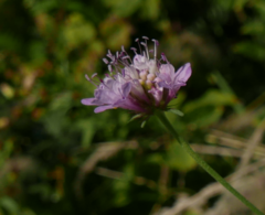Scabiosa triandra