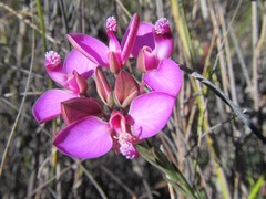 Polygala umbellata