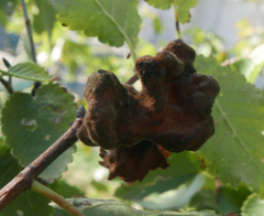 Eriosoma lanuginosum