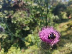 Bombus medius