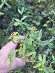 Croton glandulosus