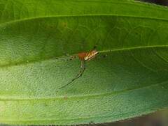 Leucauge wulingensis