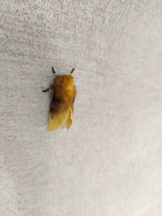 Megalopyge