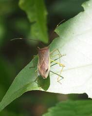 Paradasynus spinosus