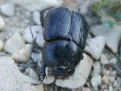 Pentodon bidens punctatus