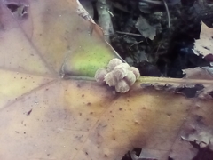 Callirhytis piperoides