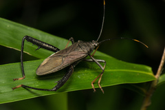 Notobitus meleagris