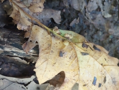 Callirhytis piperoides