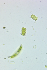Scenedesmus