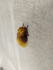 Megalopyge