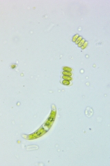 Scenedesmus