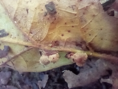 Callirhytis piperoides