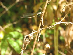 Chalcolestes parvidens