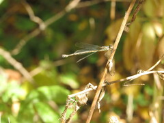 Chalcolestes parvidens