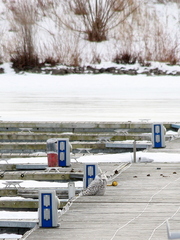 Bubo scandiacus