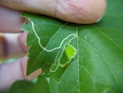 Phyllocnistis vitifoliella
