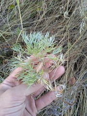 Artemisia sericea