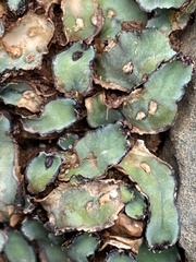 Plagiochasma rupestre