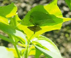 Glyphodes onychinalis