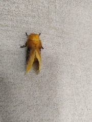 Megalopyge