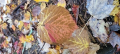 Viburnum lantanoides image