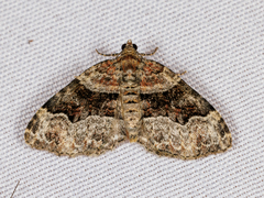 Xanthorhoe lacustrata