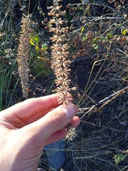 Dracocephalum thymiflorum
