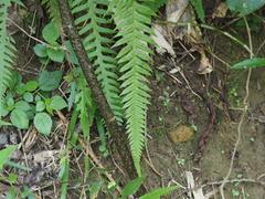 Phegopteris decursive-pinnata