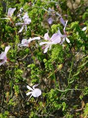 Pelargonium crispum