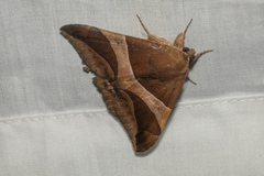 Bastilla fulvotaenia