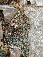 Plagiochasma rupestre