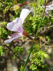 Pelargonium crispum
