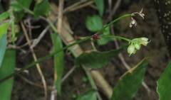 Murdannia loriformis
